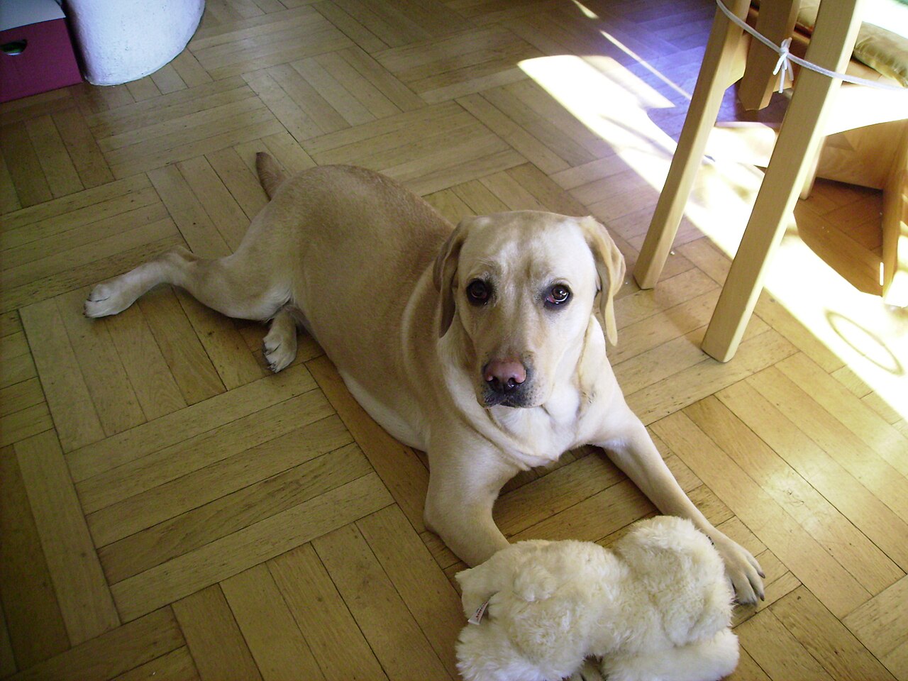 Labrador-retriver